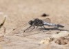 vážka černořitná (Vážky), Orthetrum cancellatum, Anisoptera (Odonata)